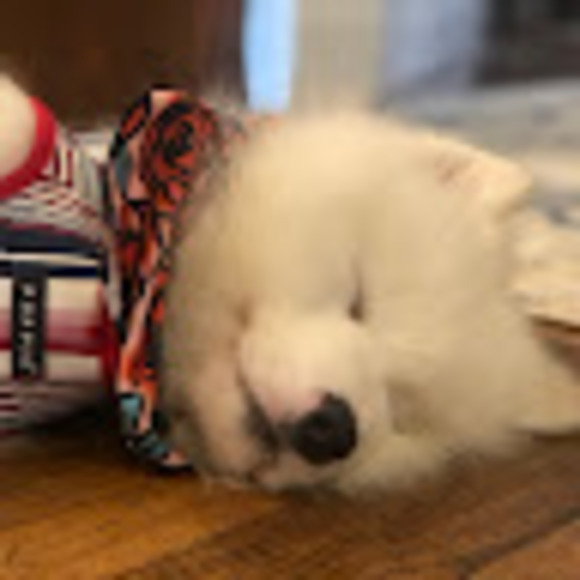 Meet your Posher, Cynthia - Picture 1 of 1